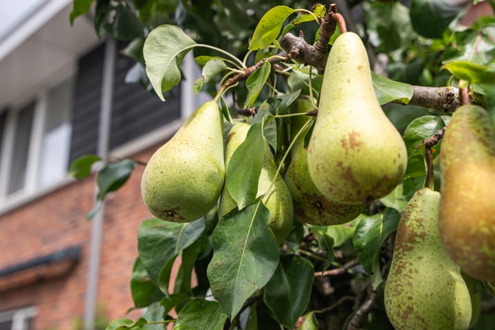 Foto 31 van Sterappelpad 3