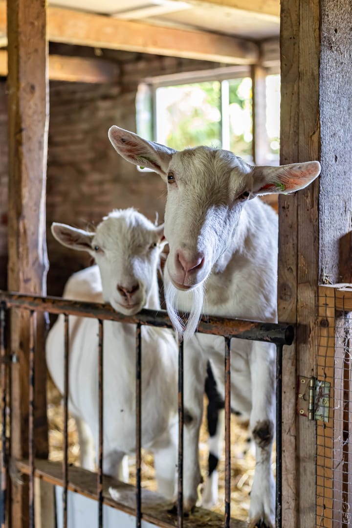 Foto 3 van Halbe Wiersemaweg 6