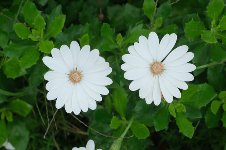 Foto 21 van Paganinistraat 35