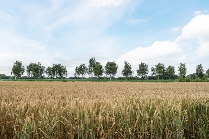 Photo 61 of Houtbroekdijk 19