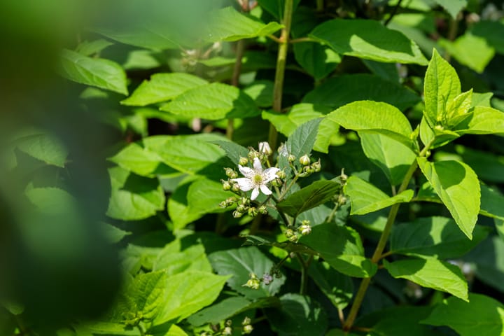 Foto 32 van Wittenstein 259