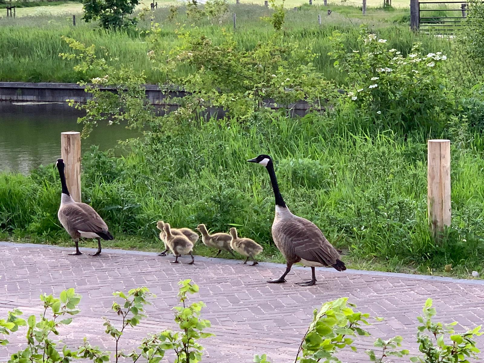 Foto 42 van Warmelo 5