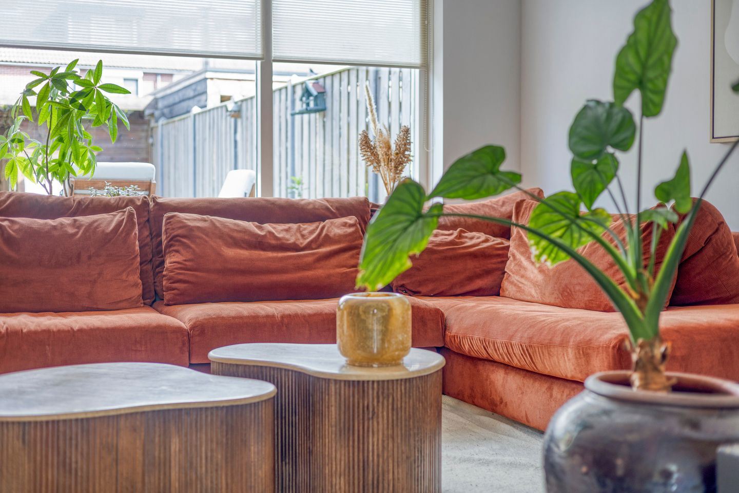 Foto 5 van Engelwortel 76