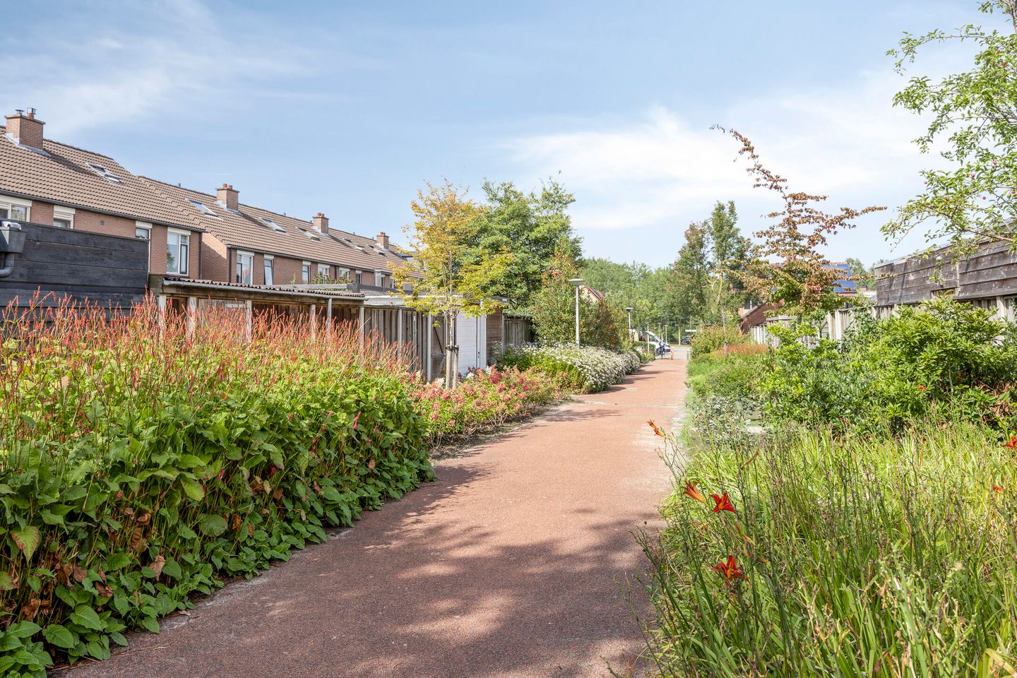 Foto 29 van Engelwortel 76