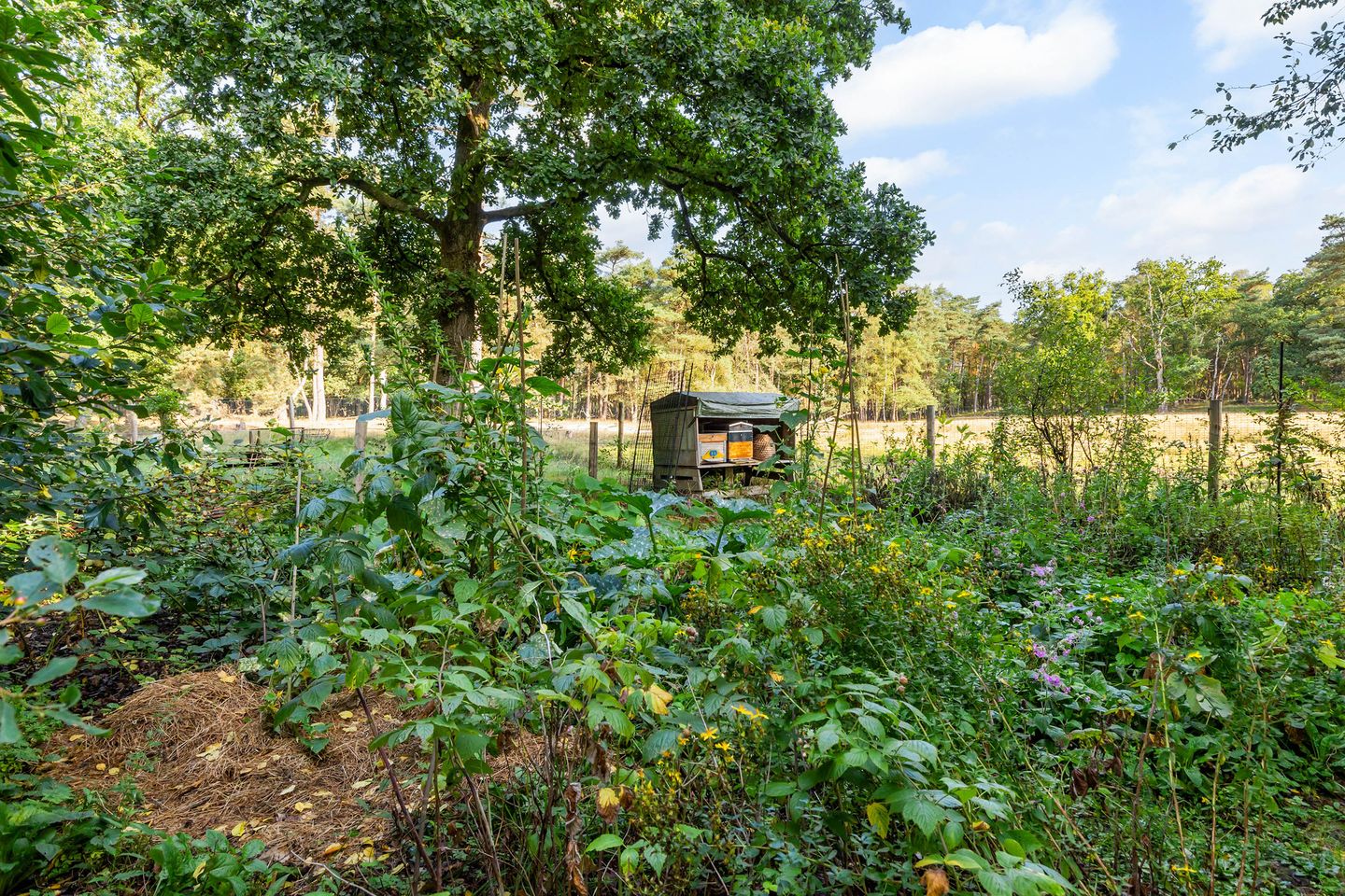 Foto 55 van Imbosch 1