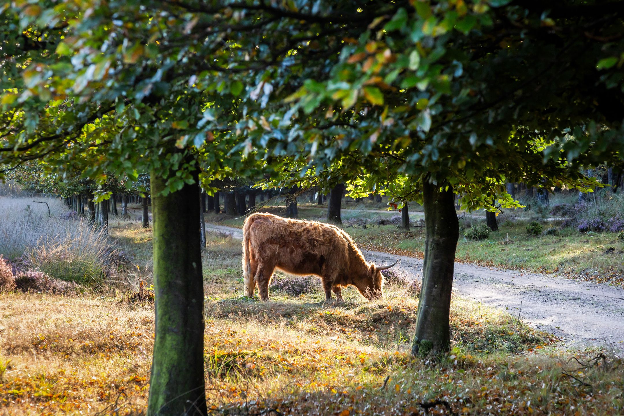 Foto 72 van Imbosch 1