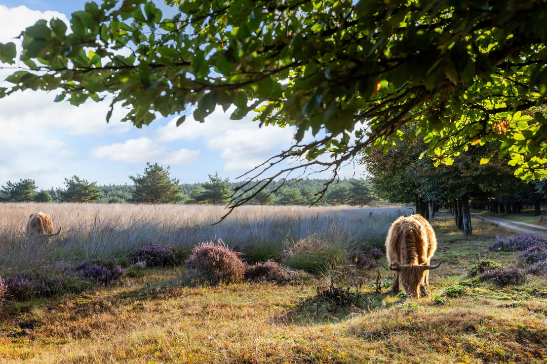 Foto 73 van Imbosch 1