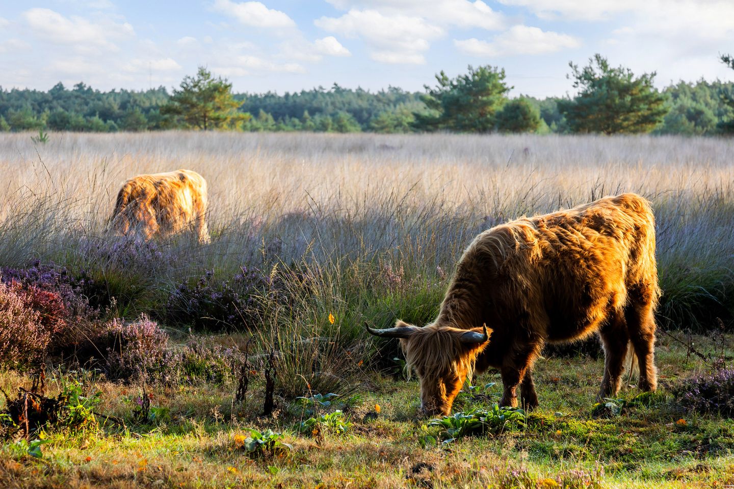 Foto 74 van Imbosch 1