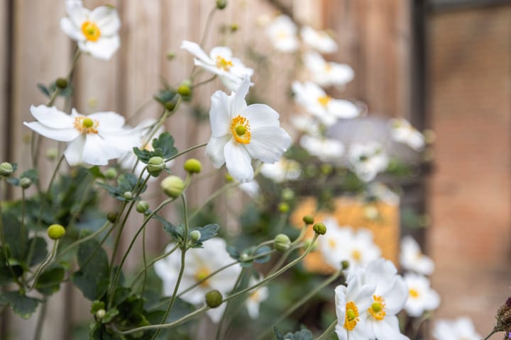 Foto 48 van Kleine Beemd 57