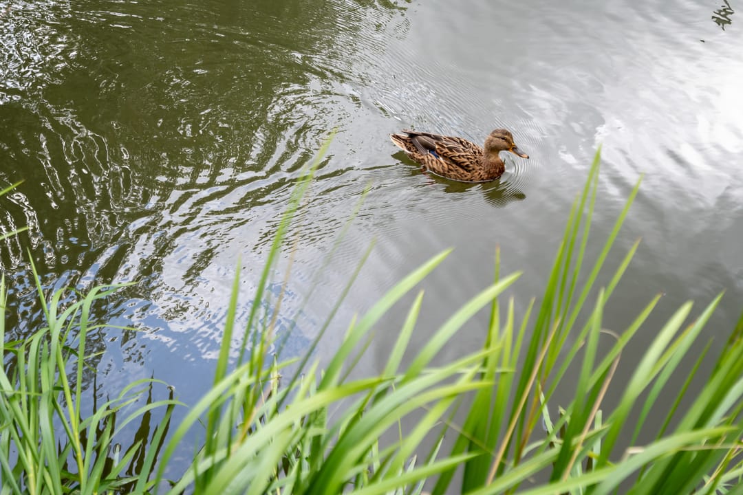 Foto 37 van Maaskant-erf 45