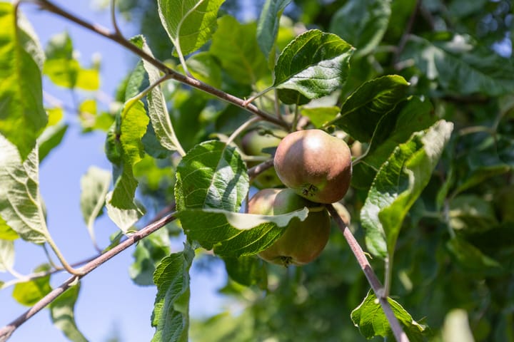 Foto 41 van Worth Rhedenseweg 17