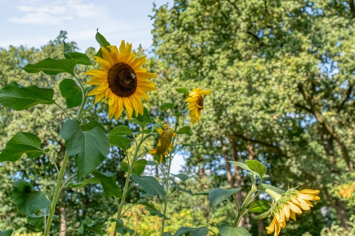 Photo 74 of Witteveen 1