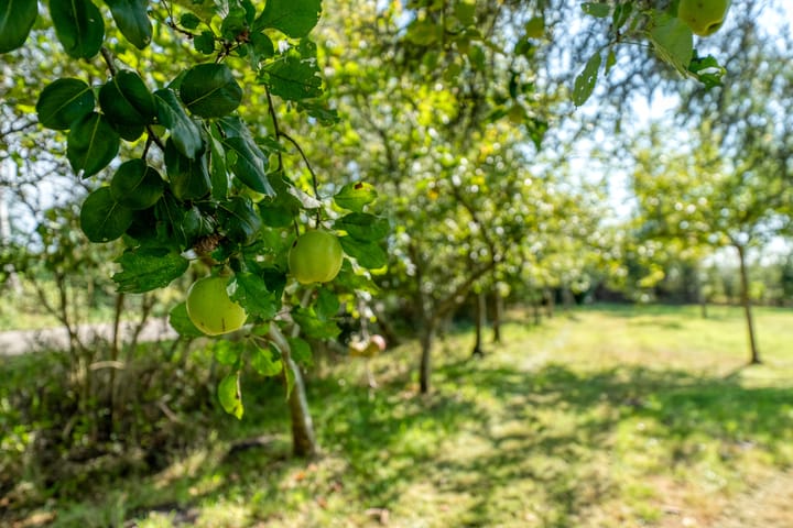 Photo 77 of Witteveen 1