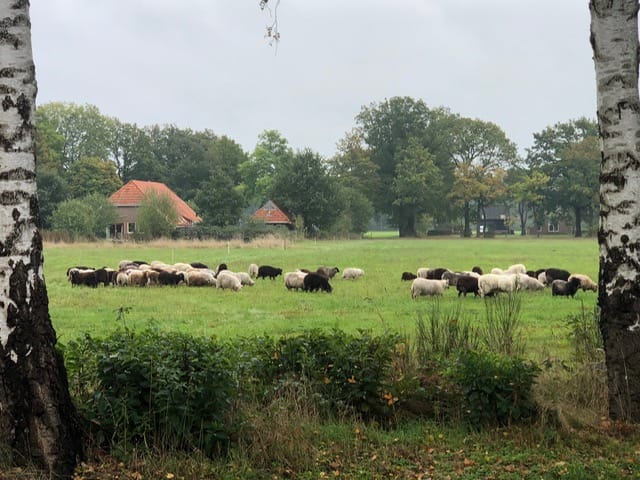 Photo 81 of Witteveen 1