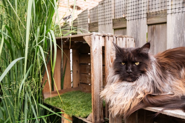 Foto 27 van Koraalzwam 21