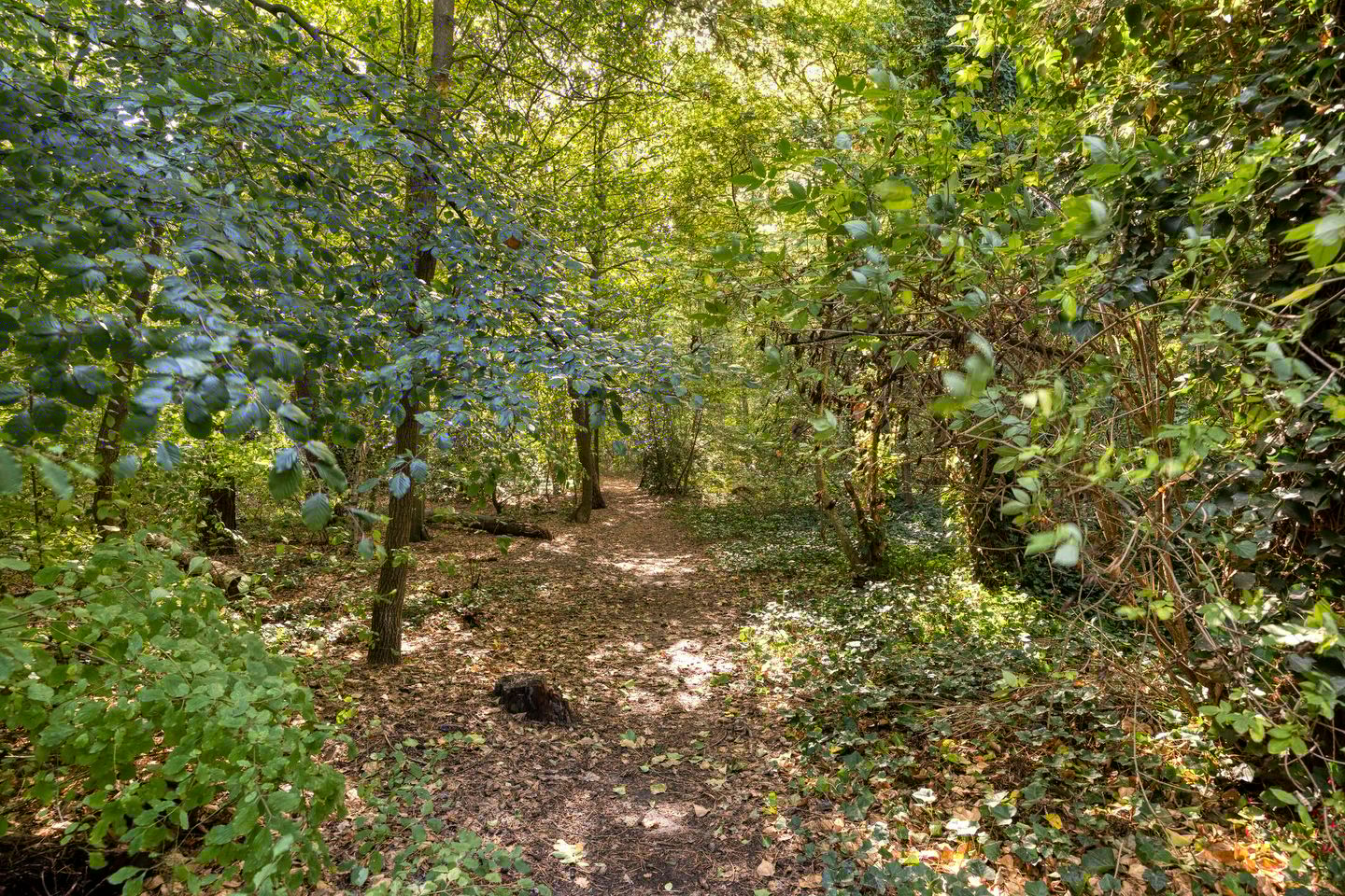 Foto 50 van Drontenhof 11