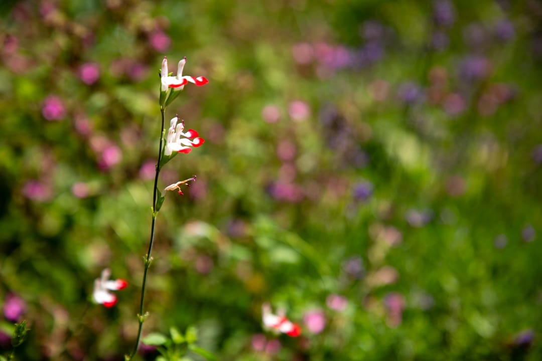 Foto 70 van Pasweg 1