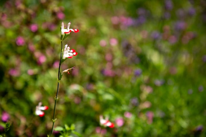 Photo 70 of Pasweg 1