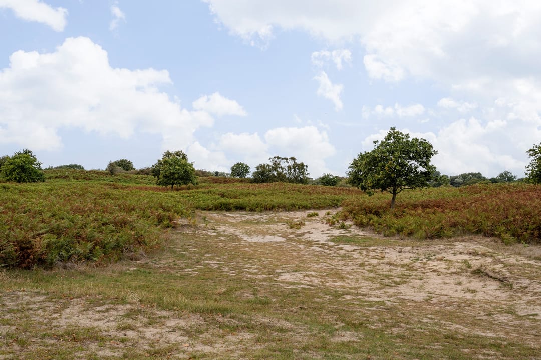 Foto 37 van Goudenregenstraat 2