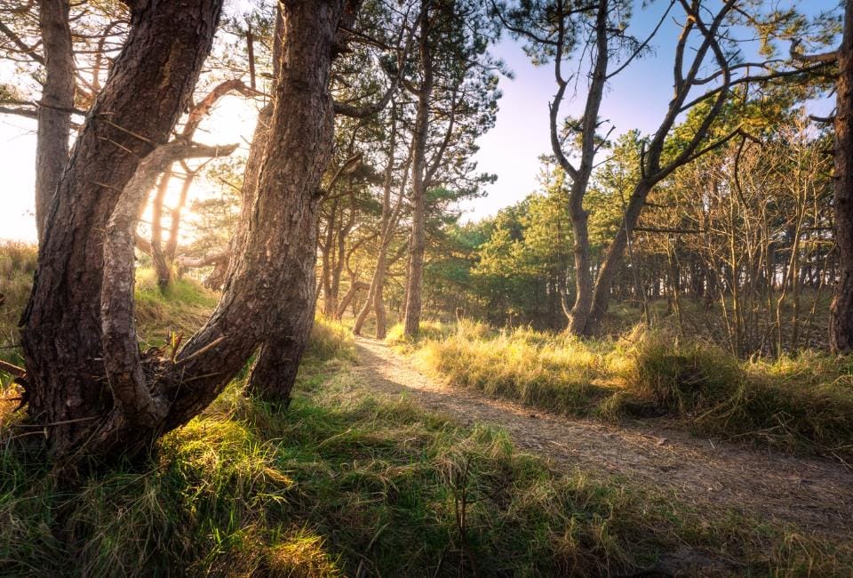 Photo 33 of Van Alkemadelaan 506-C