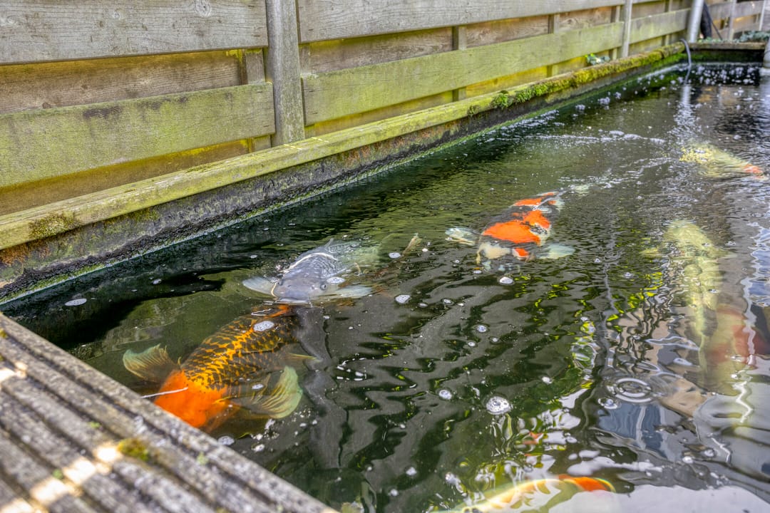 Foto 47 van Oostkreek 42