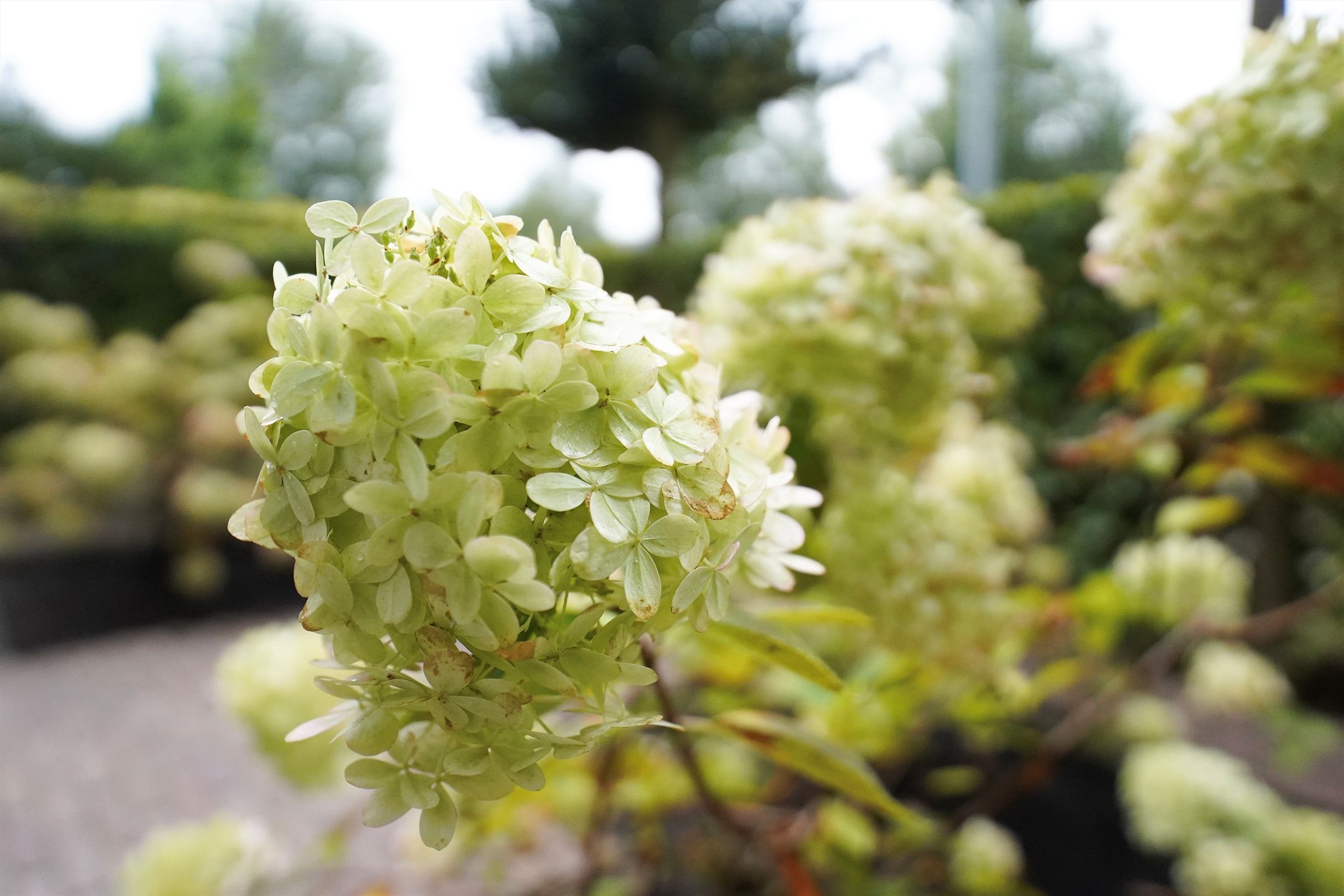 Photo 66 of De Steenkamp 61