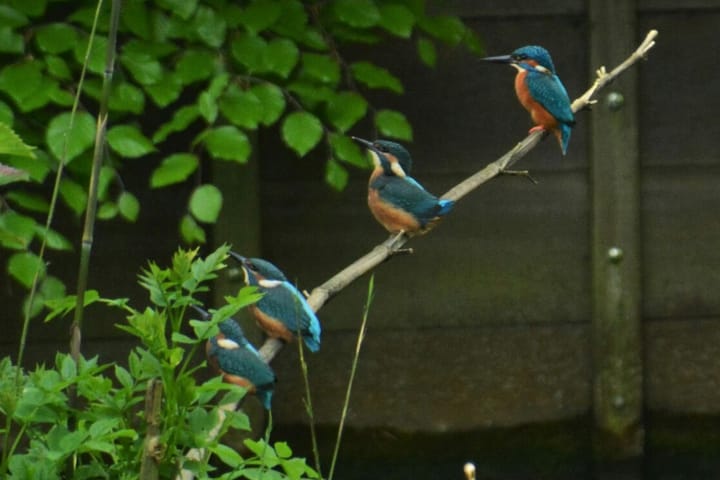 Foto 51 van Frederik Hendriklaan 14