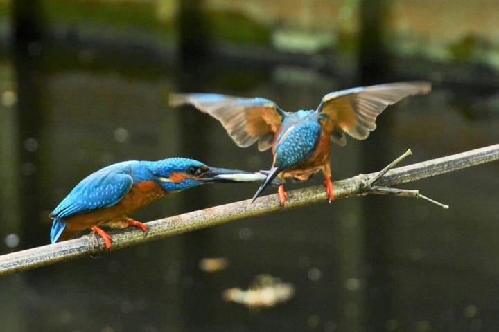 Foto 52 van Frederik Hendriklaan 14