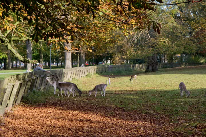 Foto 49 van Zomerluststraat 9