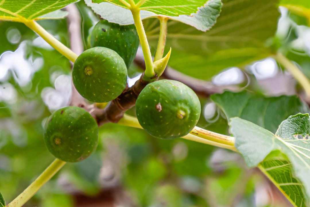 Foto 16 van Sodawater 9