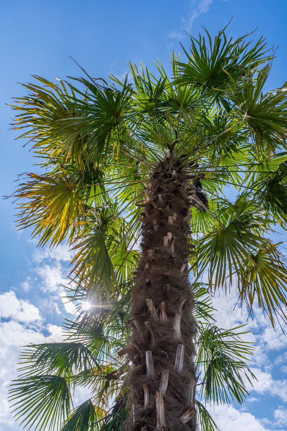 Foto 40 van Wilgenpad 2