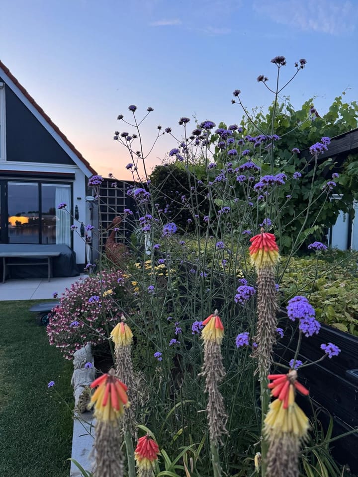 Foto 77 van IJsvogel 81