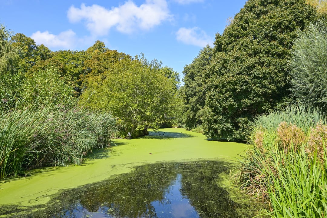 Foto 28 van Parelmoerhorst 302