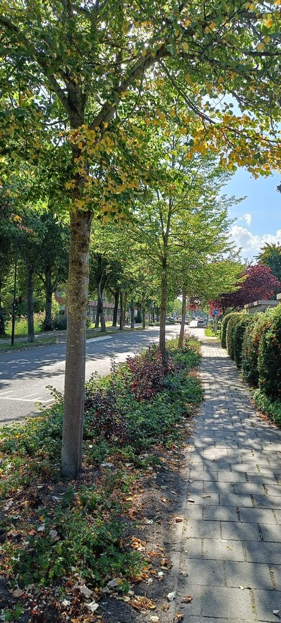 Foto 44 van Broekzijdselaan 15