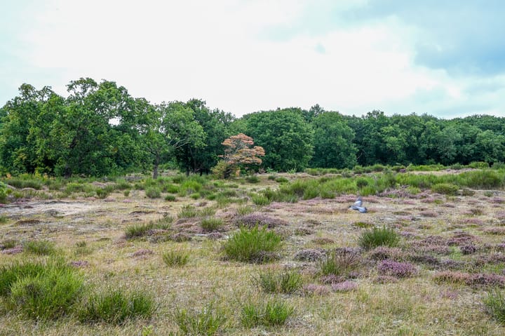 Foto 48 van Ridderspoorweg 252