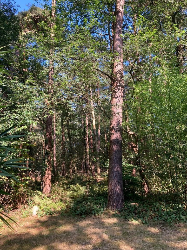 Photo 32 of Molenduinen G 23