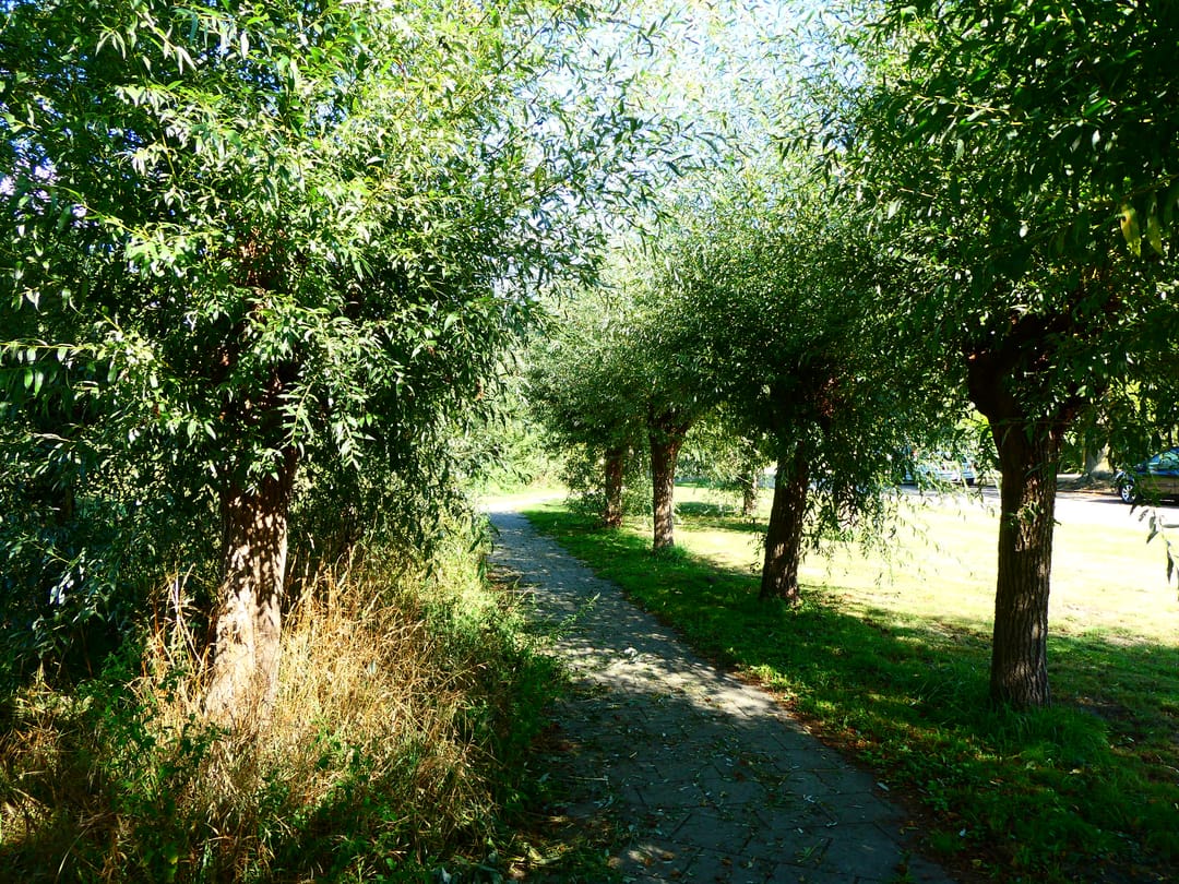 Foto 46 van Kaneelveld 7