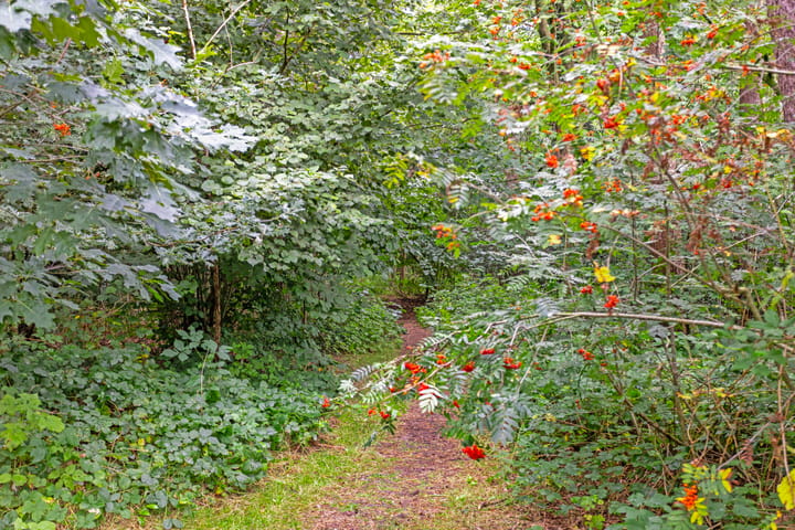 Photo 27 of Rolderstraat 11-A295