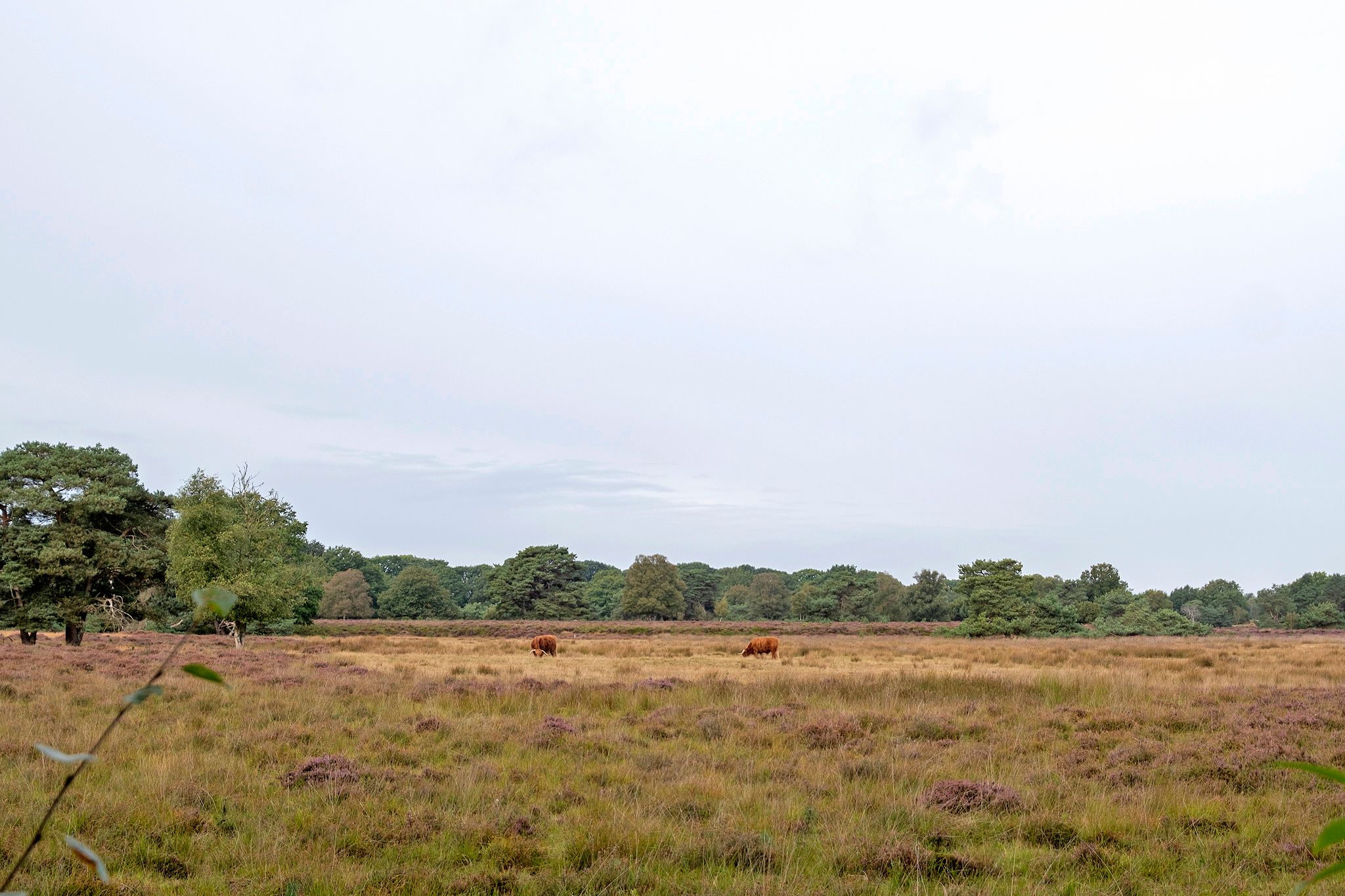 Photo 30 of Hendrik Reindersweg 28-37