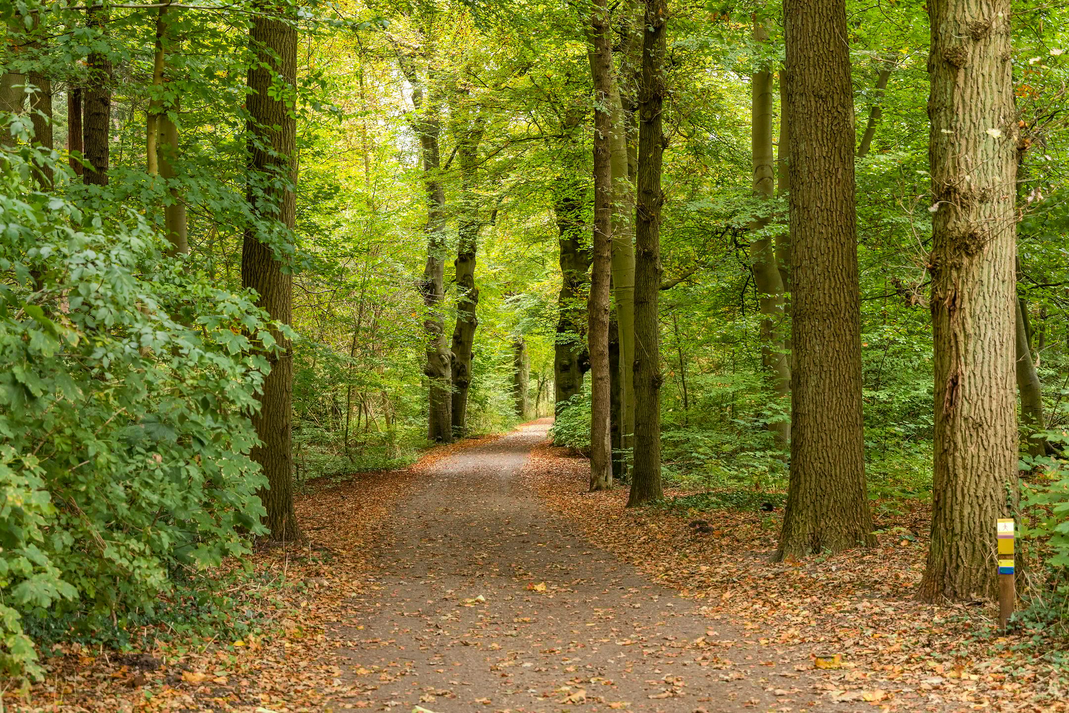 Photo 27 of Kombos 55