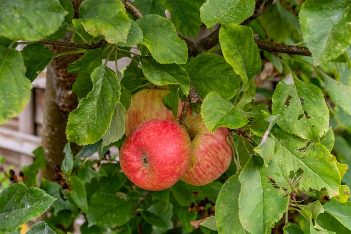 Foto 35 van Gerard Doustraat 42