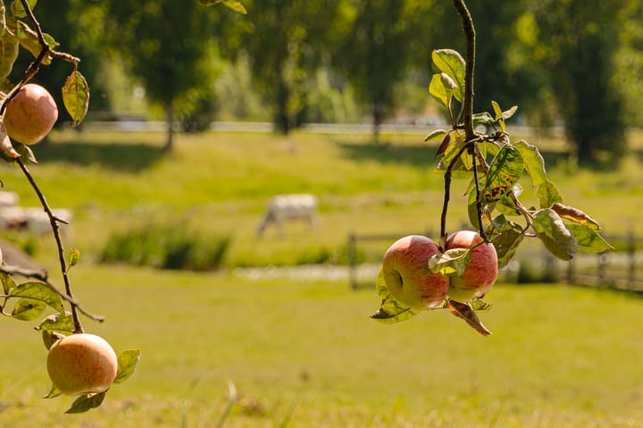 Foto 19 van Winkeldijk 11