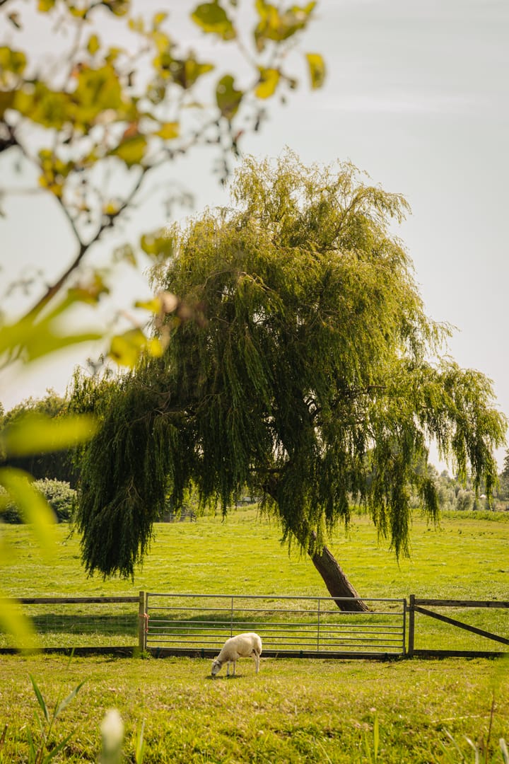 Foto 61 van Winkeldijk 11