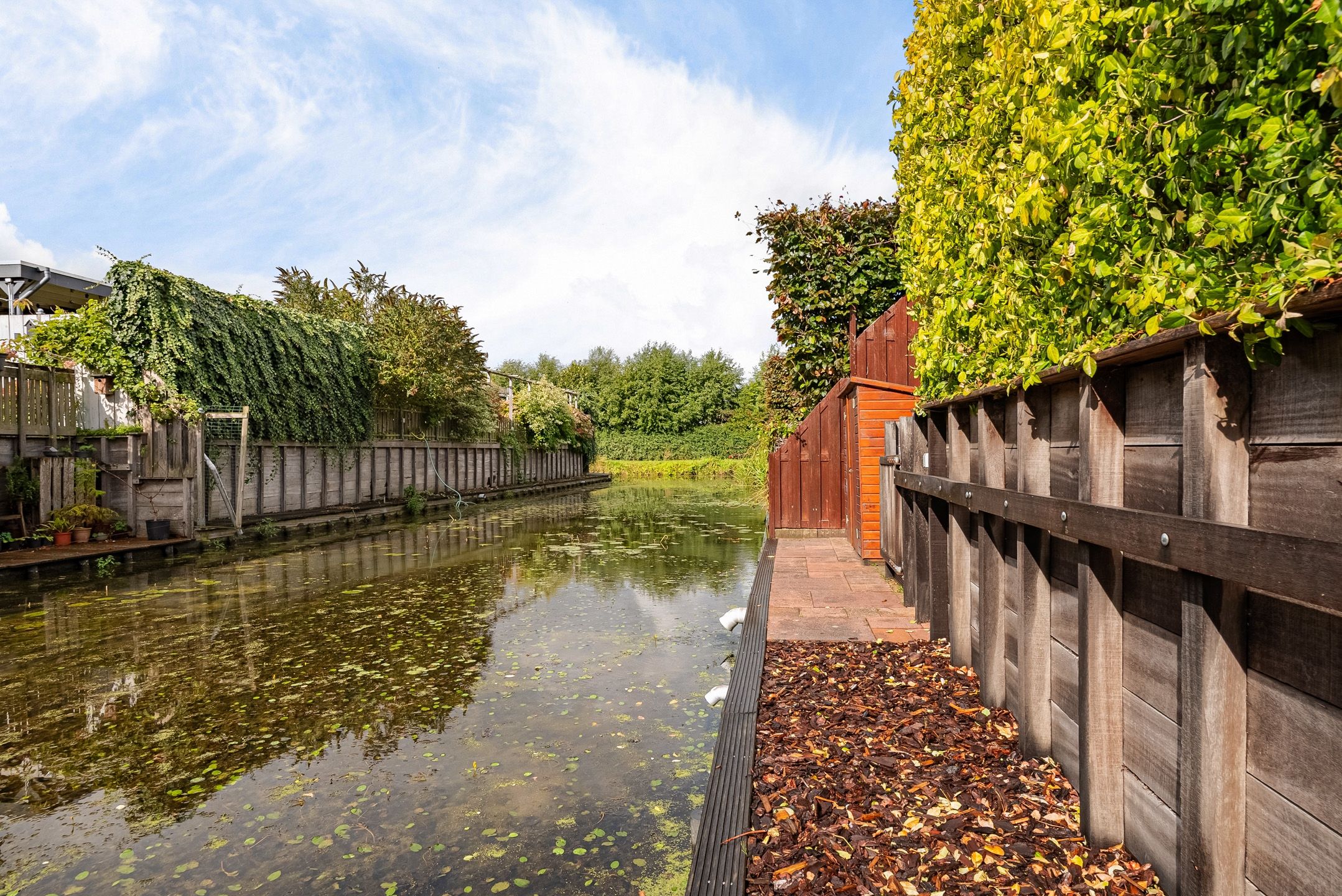 Foto 30 van Citroengras 14