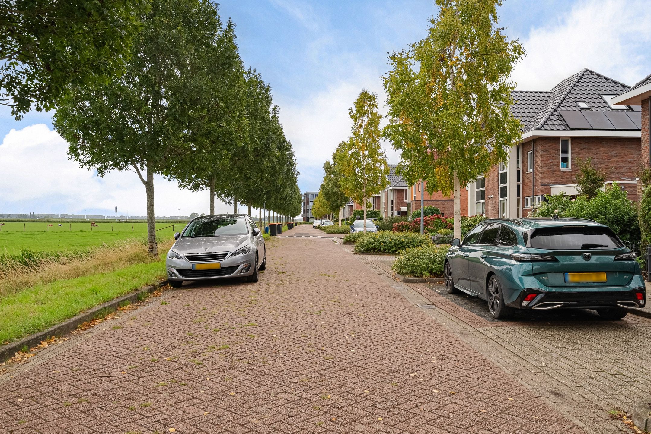 Foto 33 van Citroengras 14