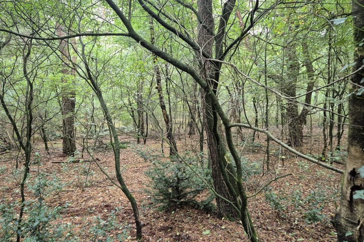 Photo 5 of Immenweg 15-R167