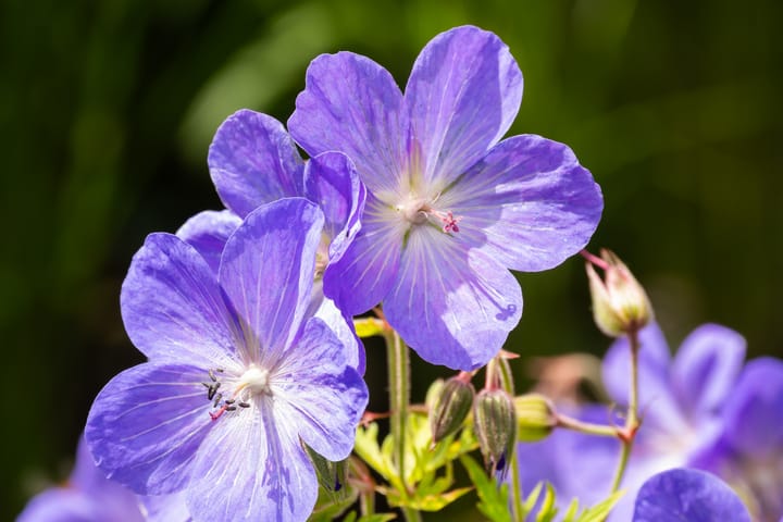 Photo 21 of Leklaan 26