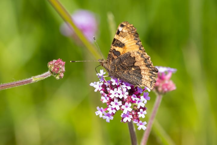 Photo 22 of Leklaan 26