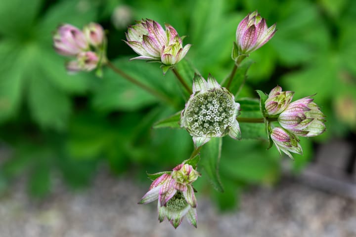 Photo 25 of Leklaan 26