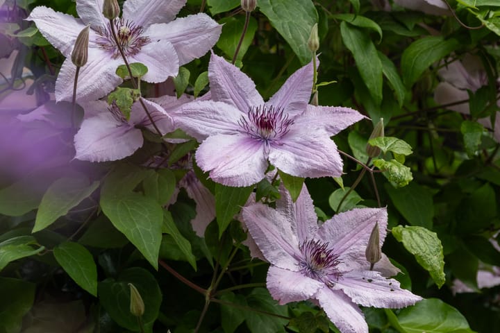 Photo 26 of Leklaan 26